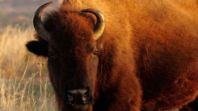 Big Cypress Bayou, Caprock Canyons, Guadalupe Bass