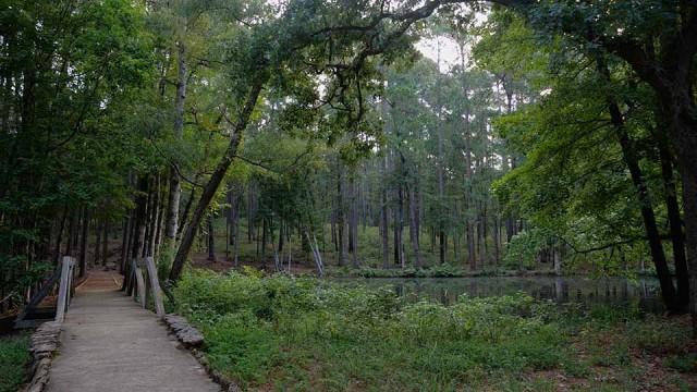 Birding Enthusiast, Sharing the Harvest, Mission Tejas