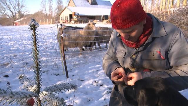 Juletræsæbler og Julelampe