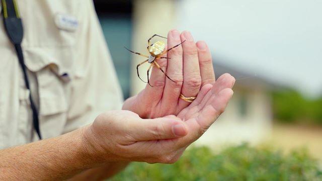 Master iNaturalist, Possum Kingdom & Green Jays