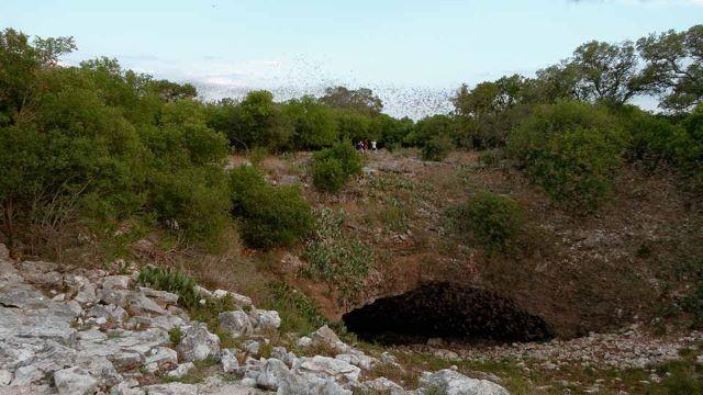 Becoming a Warden, Kemp's Ridley, Bat Conservation