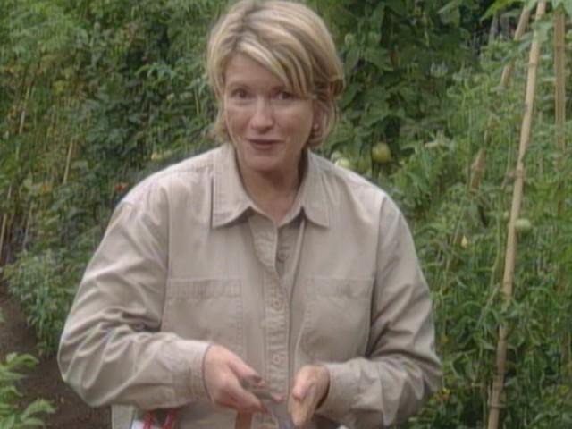 Arthur Avenue; Canning Tomatoes; Chicken Cacciatore