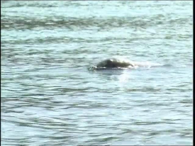 Back to School: Ants on Sticks; Covering Books; Grow Chart