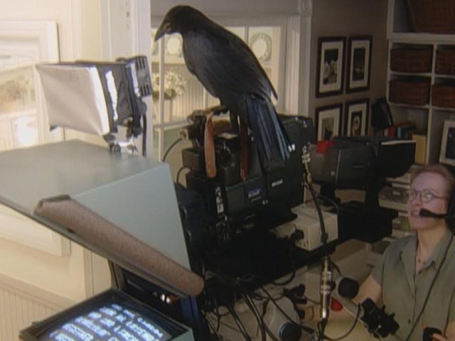 How to Fold a Towel; Spaghetti 101; Brownie Cupcakes