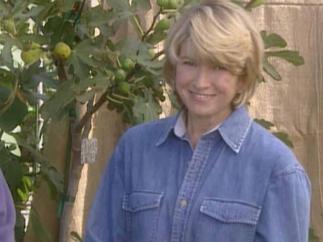 Figs: Belleclare Nursery (Field Trip); Mrs DiPaola's Fig Cake