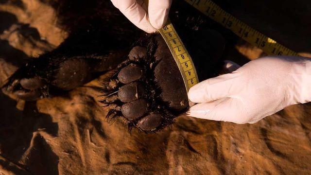 Bears Bounce Back, Longhorn Cavern & Southmost Sabals