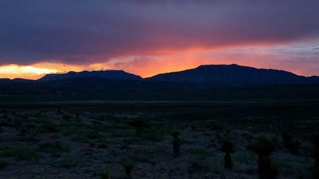 Seed Collectors, Operation Game Thief & Park History