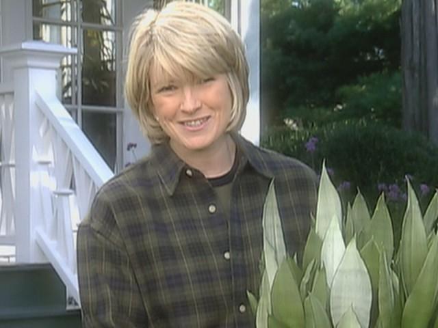 Houseplants; Cookie of the Week: Moravian