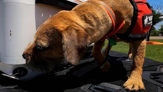 Conservation Dog Squad, Playa Protector & Jelly Fishing
