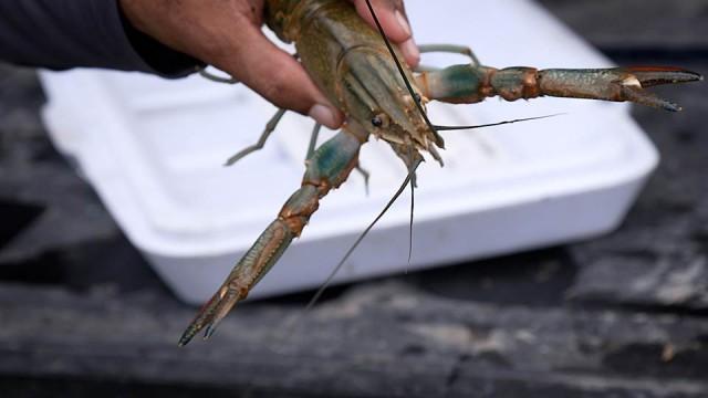 Crayfish Concerns, Mentored Fishing, Cooking Drum