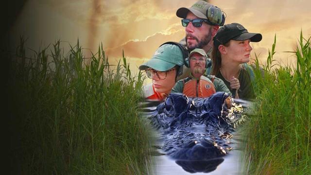 Alligator Tracking, Goliad Illumination, Habitat Barge