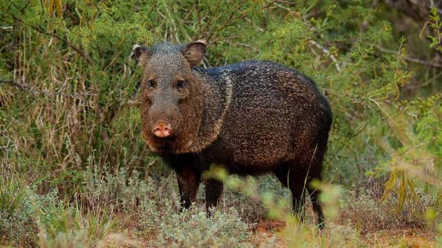 Fishing for Walleye, Dive Team, Javelina Research