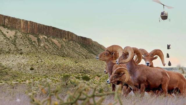 Bat Rescuers, Birdability, Desert Bighorn Sheep