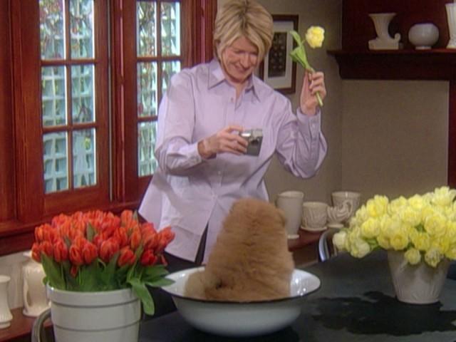 Sterilizing Clay Pots; Tropical Fool Parfait; Soapstone