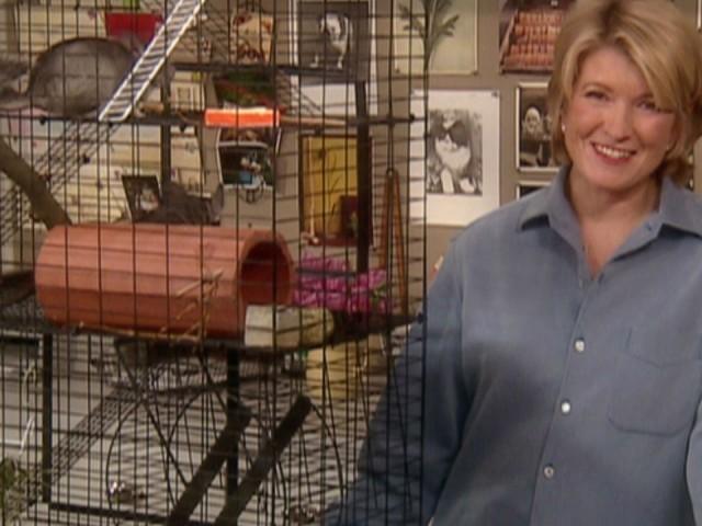 Quick Sticks Hors d'soeuvres; The Tulip Author Anna Pavord