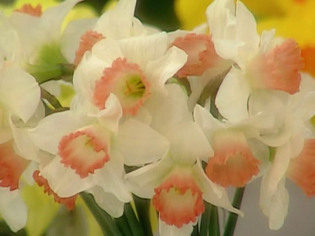 Coconut Pecan Shortbread; Daffodil Varieties; Rhubarb Crisp