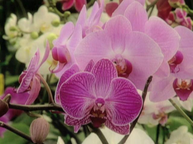 Orchids Exhibit in NYC (Field Trip); Susan Orlean