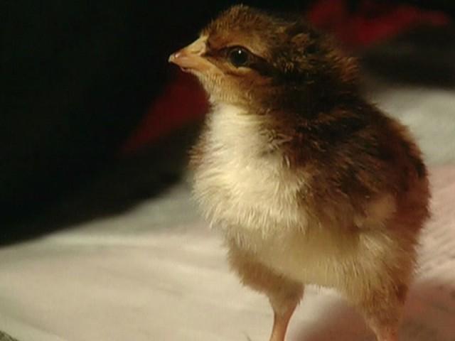 Chicks From McMurray Hatchery (Field Trip); Eggs