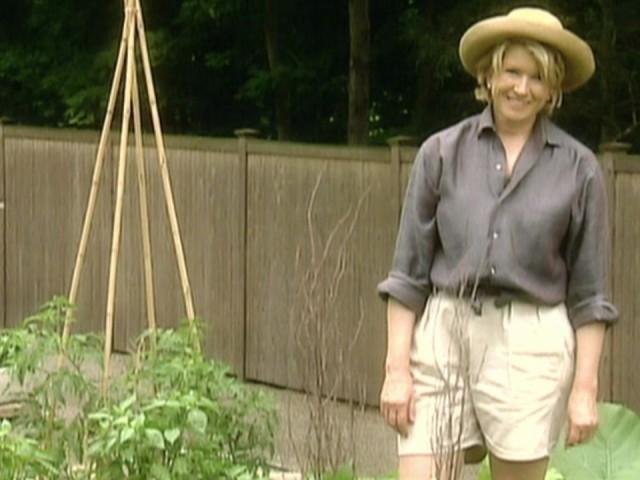 Vegetable Garden; Spatchcocking; Grilling Fennel and Onions