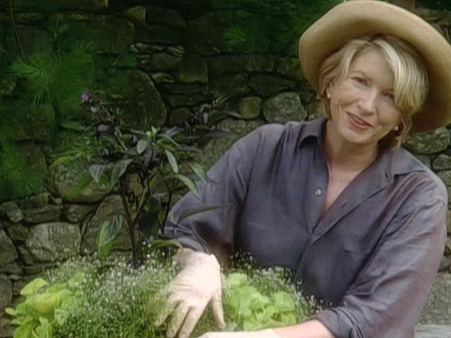 Cookie of the Week: Sacristans; Pickles and Cabbage Relish