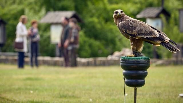 Greifvogel unter Verdacht