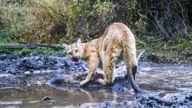 Willow: Diary of a Mountain Lion