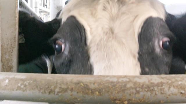 Episode Thirty Eight