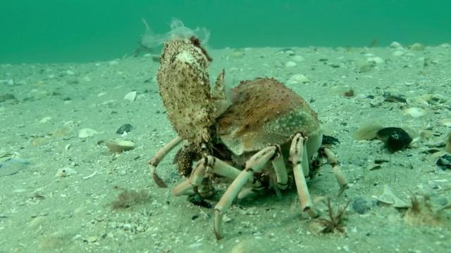 Mysteries of Australian Wildlife