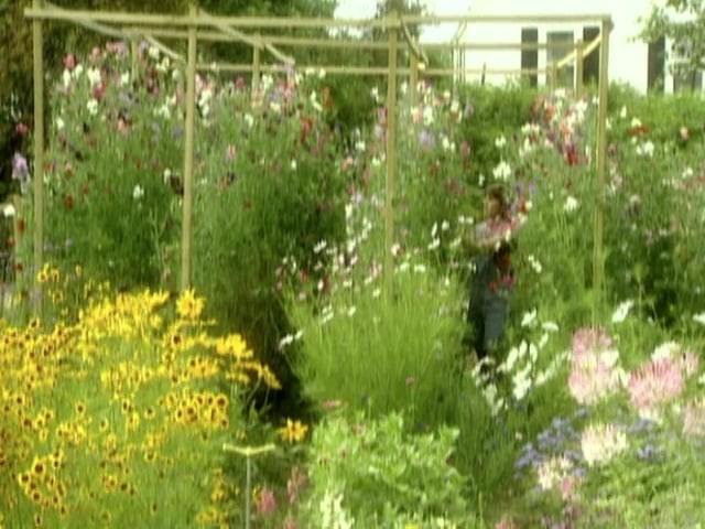 Sugar flowers; Sweet Peas; Poppy Planting