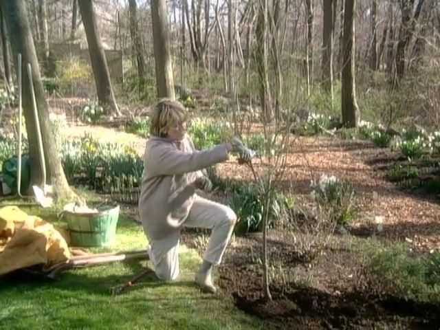 Planting a Dogwood Tree; French Toast; Luggage Tags