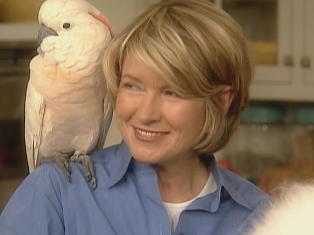 Blue Cheese Popovers; Brackets 101; Cat Breeds