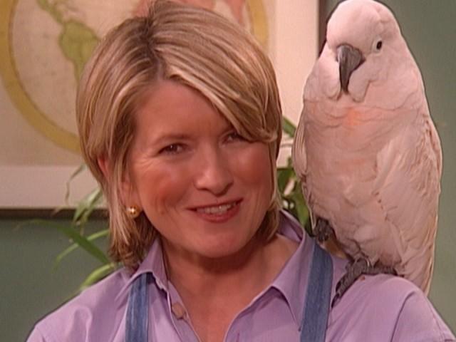 Bridesmaid Dresses; Chrysanthemum Cake; Engagement Rings