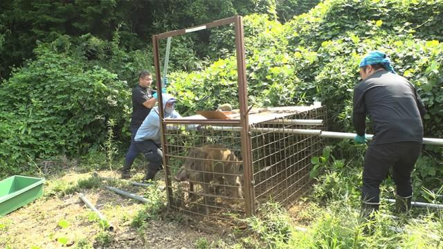 緊迫!獣害と闘う