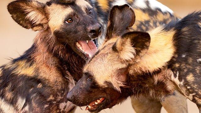 Olimba's Last Chance