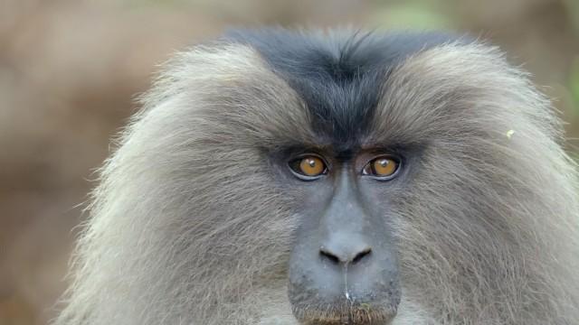 India's Wild Mountain Creatures