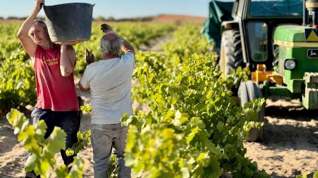 Rettet alkoholfreier Wein die Winzer?