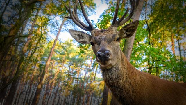 Die geheime Welt der Tiere