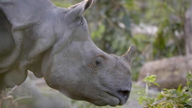 India's Iconic Animals