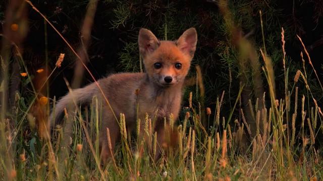 Wild Tuscany: Predators and Prey