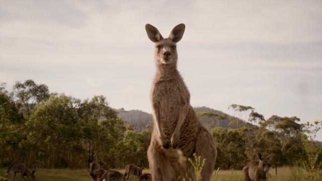 Jumping for Joy in Australia
