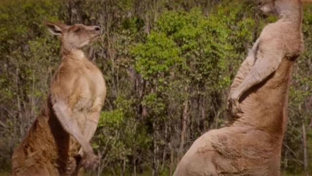 Kangaroo Chronicles