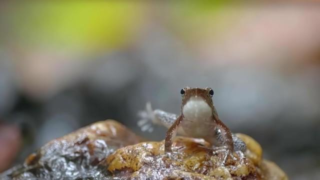 Cold-Blooded Creatures