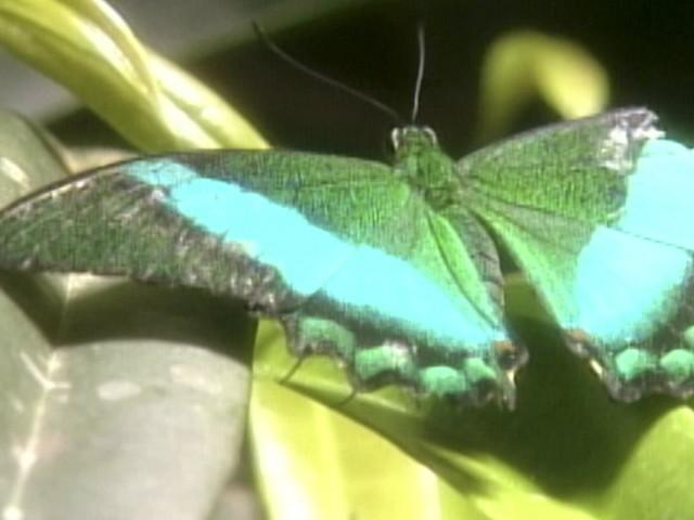 Stained Glass Butterflies; Chicken Marsala; Back Exercises