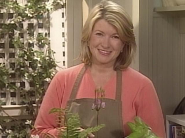 Cats and Dogs Digging; Broccoli Rabe; Lime Meltaways