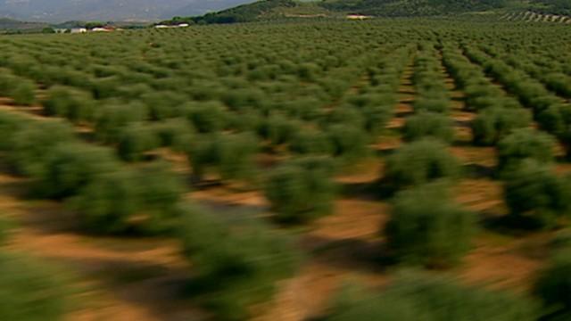 Entre Olivos (Andalucía - Rio Guadalquivir - Jaén Y Córdoba)