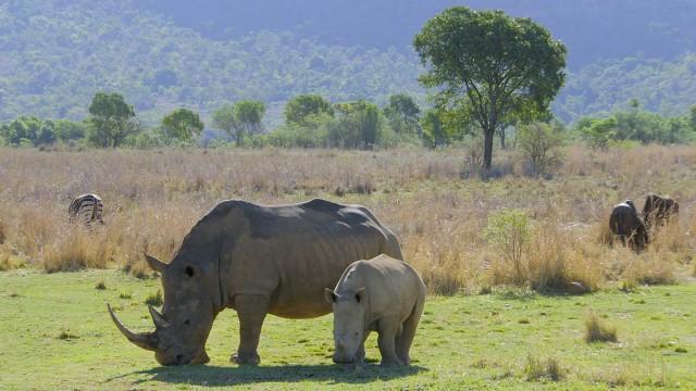 The Waterberg Mountains of Life