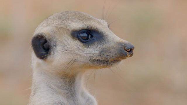 The Kalahari