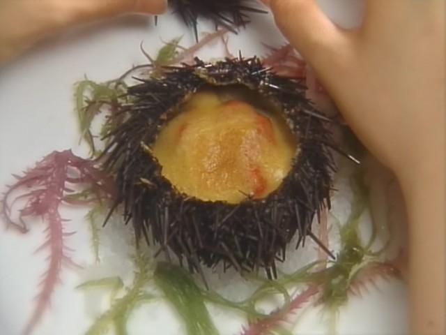 The Ultimate Sea Urchin Allows His Daughter to Marry