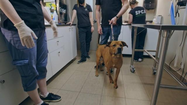 Une famille pour Balou