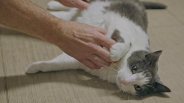 Des chiens particuliers